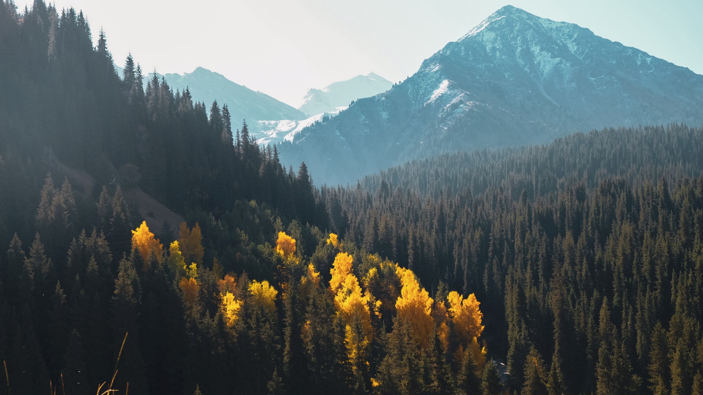 Mountains and trees in Kazakhstan