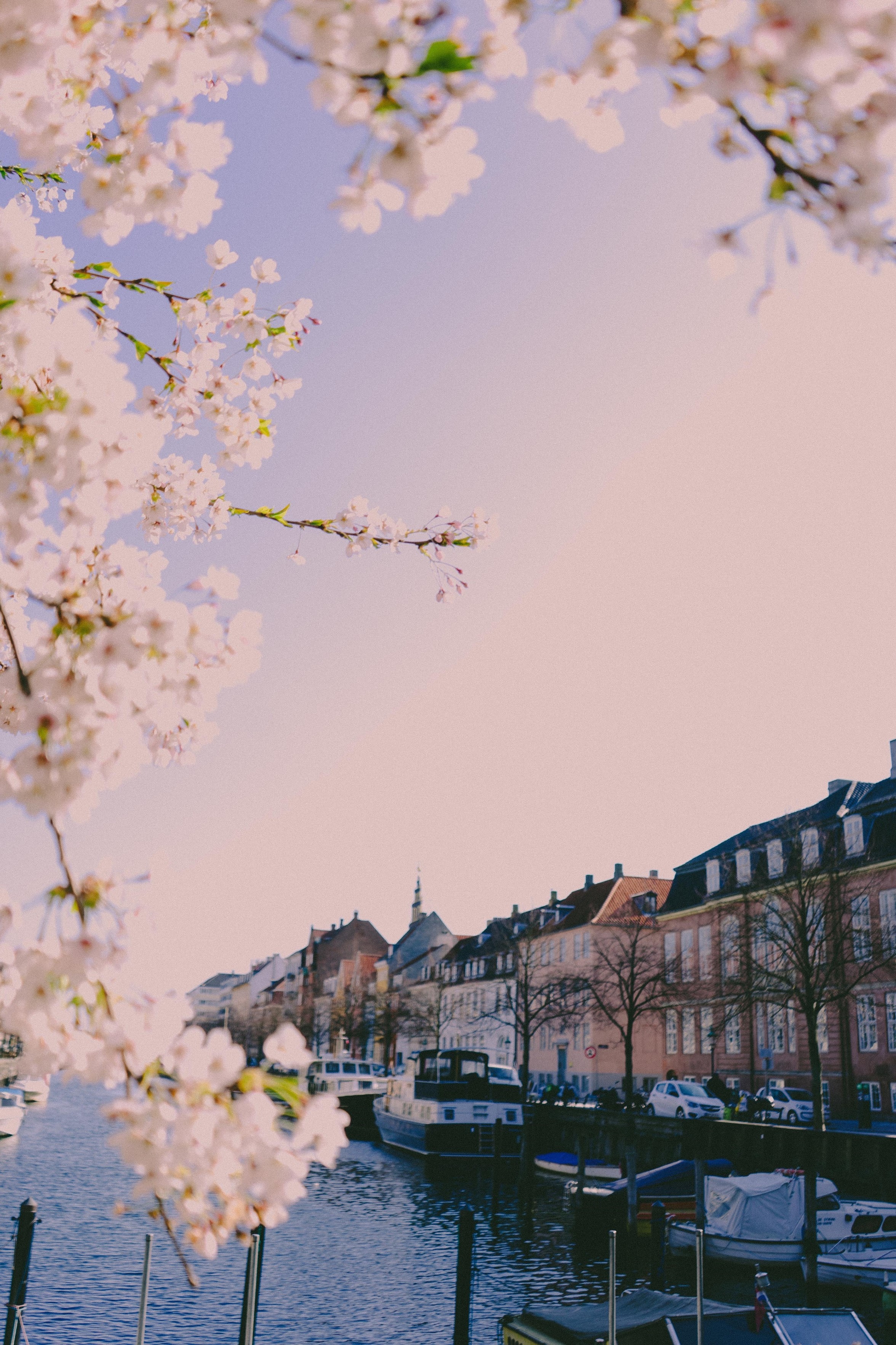 Copenhagen and blossom tree